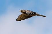 Sigma 150-600mm Test Shots  Swainson's Hawk - Immature